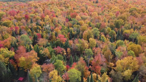 drone-flight-looking-over-a-vast-forest-in-bright-autumn-colors-containing-a-house-against-the-edge-of-the-forest-on-a-road
