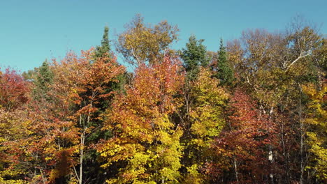 Drohnenaufnahme-Aus-Der-Luft,-Die-Während-Der-Herbstsaison-Einen-Tiefen-Wald-Im-Algonquin-Provincial-Park-Enthüllt