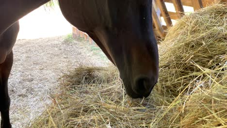 Close-up-of-dark-brown-horse-mouth-eating-from-pile-of-dried-hay,-farm-concept
