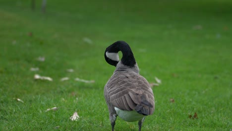 Canada-goose-shakes-tail-feathers-and-preens-with-their-beak-on-green-grass