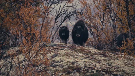Group-Of-Muskoxen-In-The-Autumn-Forest-In-Dovrefjell,-Norway---wide