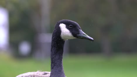 Close-up-of-goose-face-then-stands-up-alert-and-ready-for-action-in-city-park