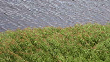 Green-Reeds-Waving-Gracefully-In-The-Blowing-Wind-Of-Lielupe-River,-Latvia