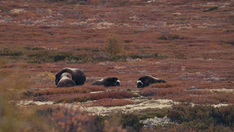 Gruppe-Von-Moschusochsen,-Die-Auf-Dem-Feld-Im-Dovrefjell-sunndalsfjella-nationalpark-In-Norwegen-Ruhen
