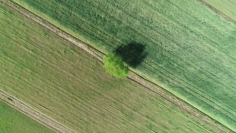 aerial-top-down-of-minimalist-view-of-farm-land-grass-field-with-green-tree