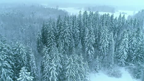 Snowy-conifer-forest-on-foggy-winter-day-in-Baltics,-forward-aerial