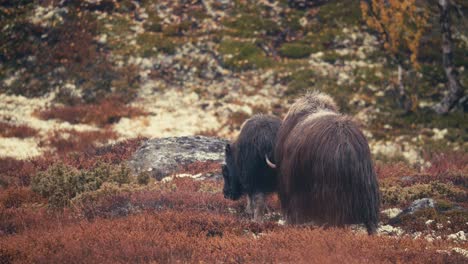 Two-Musk-Ox-Walking-In-The-Field-Of-Dovre-Sunndalsfjella-National-Park-In-Norway