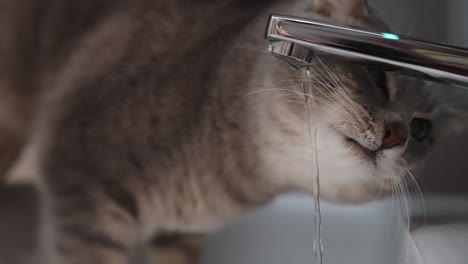Nahaufnahme-Einer-Schönen-Katze,-Die-Leitungswasser-Aus-Dem-Wasserhahn-Trinkt
