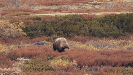 Musk-Ox-Bull-On-Tundra,-Feeding-On-Grass-In-Dovrefjell,-Norway-During-Autumn---wide