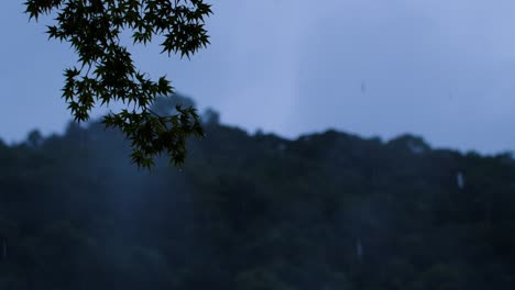 Rain-Falling-on-Japanese-Maple-Tree-silhouette-against-sky,-moody-weather