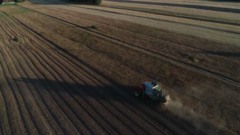 Luftaufnahme-Des-Sonnenuntergangs-Der-Traktor-Erntemaschine,-Die-Eine-Lupinenfeld-Plantagenfarm-Erntet