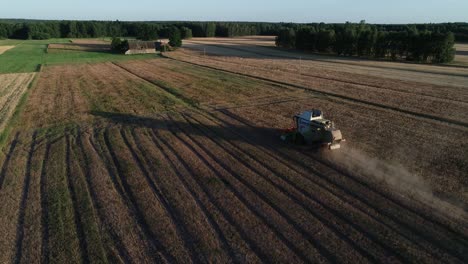 aerial-view-of-harvest-tractor-machine-working-in-a-lupine-field-plantation-farm-during-golden-hours