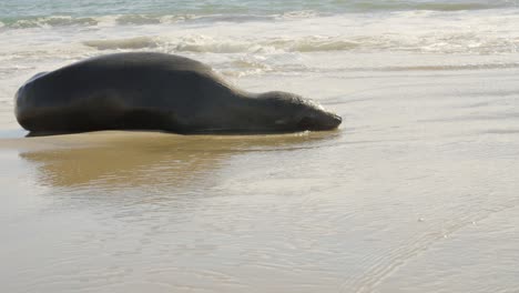A-seal-gets-some-rest-on-a-beach-and-relaxes