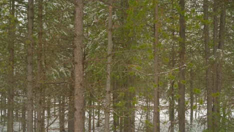 nice-background-image-can-be-used-for-green-screen-of-a-steady-snow-storm-in-the-mountains-or-forest