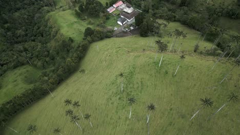 Palm-Trees-of-Cocora-Valley-Aerial-Drone-opening-vision-above-Town-Roads,-Clouds-and-Subtropical-Andean-Cordillera-in-Salento,-Colombia,-Nevados-National-Natural-Park