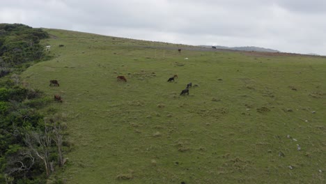 Cows-grazing-on-rolling-green-hills-in-Transkei,-animals-south-africa