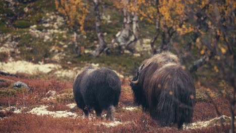 Musk-Ox-With-Thick-Coat-Walking-In-The-Mountain-At-Dovrefjell-Sunndalsfjella-National-Park-In-Norway