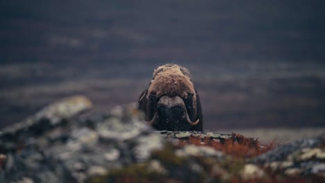 Lone-Musk-Ox-Grazing-At-Dovrefjell-Sunndalsfjella-National-Park-In-Norway