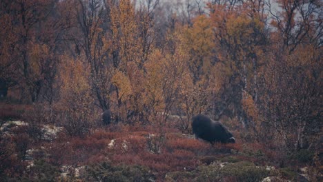 Muskoxen-Feeding-On-Arctic-Tundra-In-Dovrefjell,-Norway-In-Autumn---wide