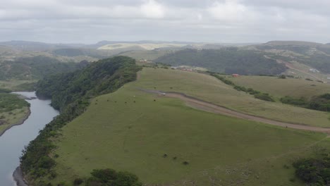Aerial-cows-grazing-on-rolling-green-hills-next-to-Ocean-in-Transkei-South-Africa