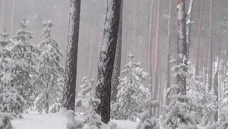 Cinematic-shot-of-snowing-in-the-winter,-in-a-forest