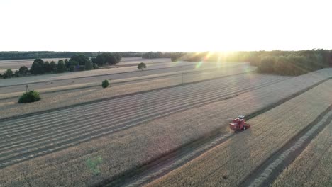 Aerial-sunset-view-of-agricultural-farm-wheat-plantation-with-harvest-machine-working-on-field-during-golden-hours