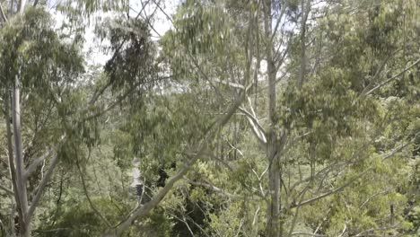 A-drone-starts-its-flight-in-a-forest-of-Australian-wilderness
