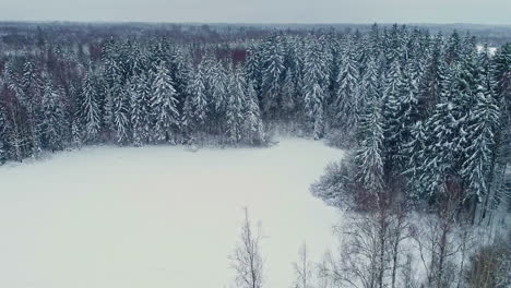 Rising-forward-aerial-of-snowy-field-and-conifer-forest-in-winter