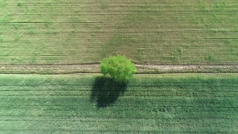 aerial-top-down-of-farm-land-field-with-green-tree-strong-during-a-windy-day-of-sun,-eco-sustainable-green-natural-unpolluted-countryside