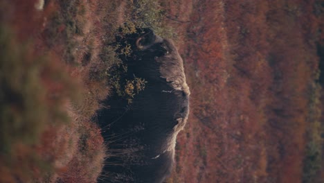 Vertical-Shot-Of-Musk-Ox-Bull-Eating-In-Autumn-Landscape-In-Dovre,-Norway---close-up