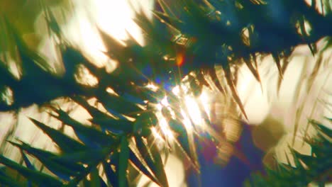 beautiful-sun-flares-shining-through-the-vegetation-in-the-amazon-tropical-rain-forest