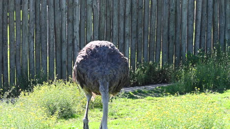 An-ostrich-pecks-on-a-grassy,-flowery-ground-in-a-French-zoological-park,-sunny-day