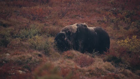 Musk-Ox-Bull-Feeding-On-Tundra-In-Dovrefjell,-Norway-In-Autumn---wide
