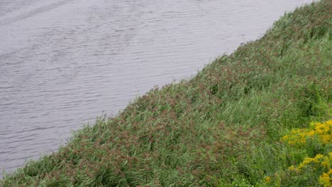 Idyllische-Ufervegetation-Mit-Hohem-Schilf,-Das-Sich-Im-Wind-Biegt,-Lettland