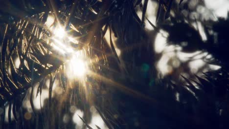 beautiful-double-lens-flare-of-the-sunrise-through-the-leaves-of-a-palm-tree-in-the-tropical-Brazilian-Amazon-rainforest