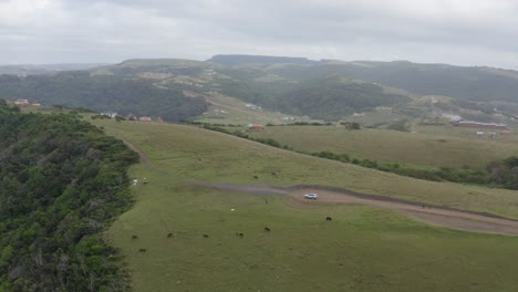 Cows-grazing-on-rolling-green-hills-in-Transkei,-South-Africa