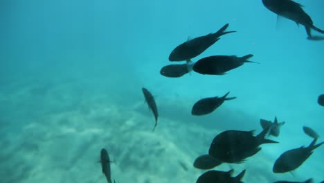 Underwater-view-of-schooling-fish-swimming-in-the-sea