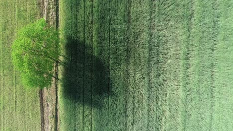 aerial-close-up-of-minimalist-natural-green-landscape-of-tree-in-a-field-land-farm-with-soft-light