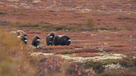 Group-Of-Muskoxen-Walking-On-The-Tundra-In-Autumn,-Dovrefjell,-Norway---wide