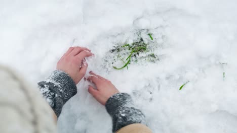 Young-married-woman-is-digging-in-the-snow-with-her-bare-hands,-discovering-green-grass-beneath-it