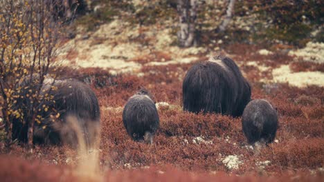 Junge-Und-Erwachsene-Moschusochsen-Grasen-Während-Der-Herbstsaison-Auf-Der-Wiese-Im-Dovrefjell-Sunndalsfjella-Nationalpark-In-Norwegen