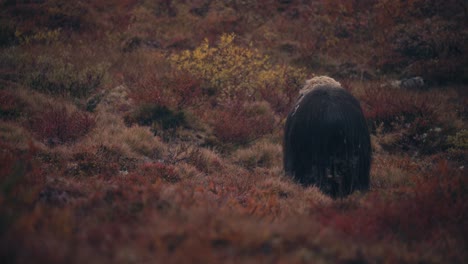 Rear-View-Of-A-Musk-Ox-Bull-Feeding-On-Tundra-In-Autumn-Foliage-In-Dovrefjell,-Norway---wide