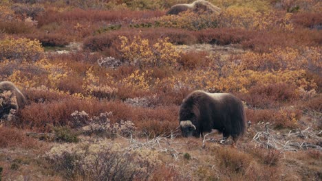 Muskoxen-Feeding-On-Tundra-In-Autumn-In-Dovrefjell,-Norway---wide