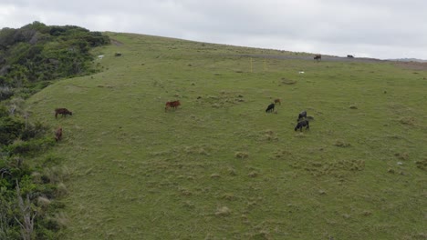Drone-flying-towards-cows-and-animals-on-big-green-hills-in-Transkei,-South-Africa