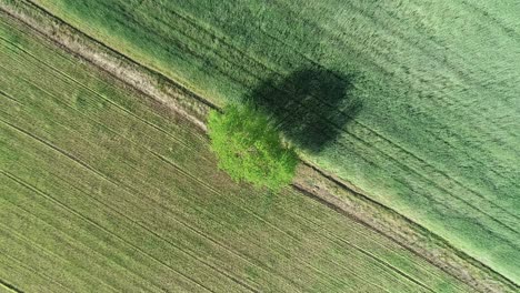 minimalism-aerial-footage-of-tree-in-the-farm-land-plantation-green-grass-unpolluted-area-with-strong-wind