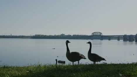 View-of-Downtown-Louisville-with-Ducks