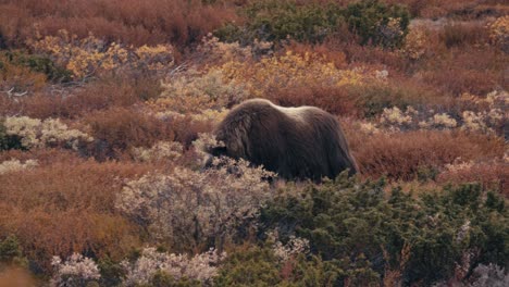 Musk-Ox-Bull-Walking-And-Feeding-On-Tundra-In-Fall-Foliage-Colors-In-Dovrefjell,-Norway---wide