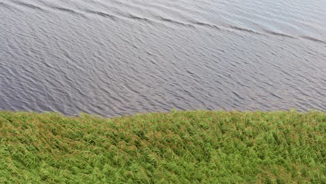 Wind-Brise-Am-Lielupe-Flussufer-Grünes-Wehendes-Schilf-In-Jelgava,-Lettland