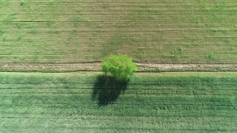 drone-rotating-above-a-farm-land-field-with-big-tree-in-the-middle-of-the-plantation