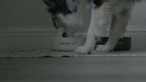 A-dog-drinks-from-a-bowl-that-says-drink-up